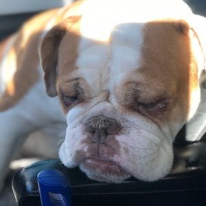 Meet your Posher, Joyal